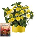 Afbeelding van Ms P12 Lantana Lemon glow